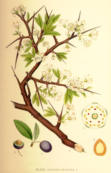 Prunus spinosa