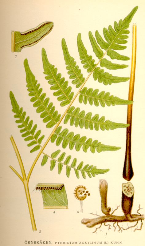 Pteridium aquilinum