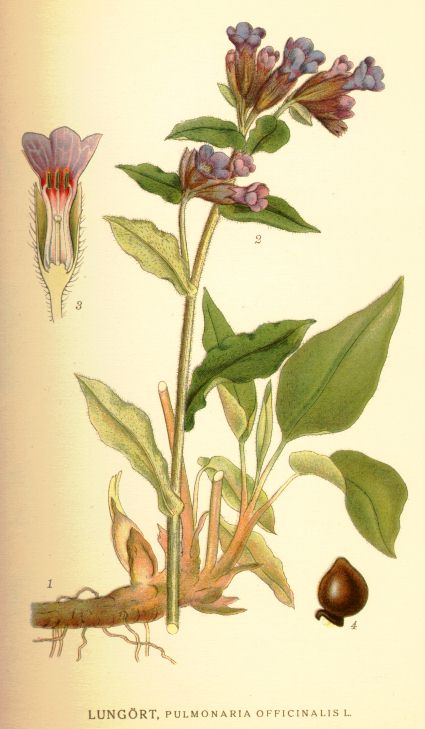 Pulmonaria officinalis