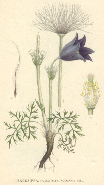 Pulsatilla vulgaris