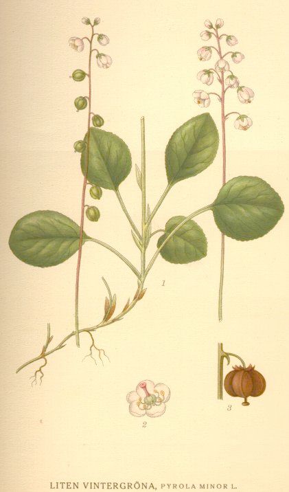 Pyrola minor