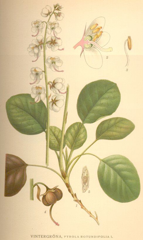 Pyrola rotundifolia