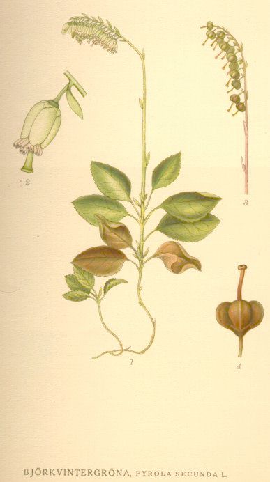 Pyrola secunda