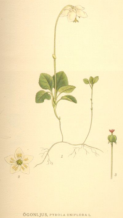 Pyrola uniflora