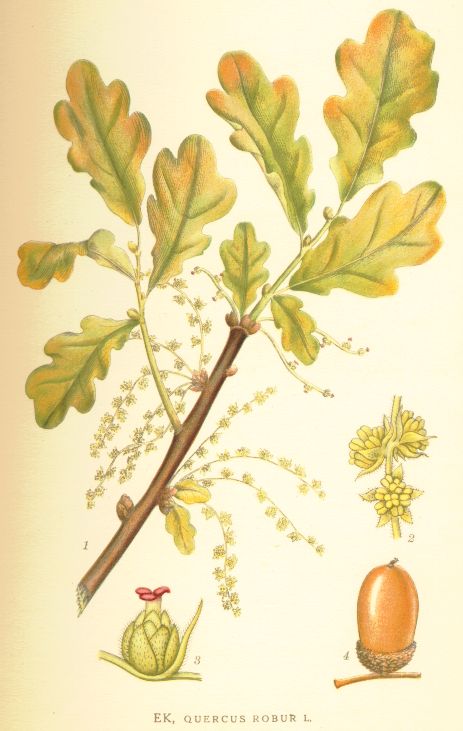 Quercus robur