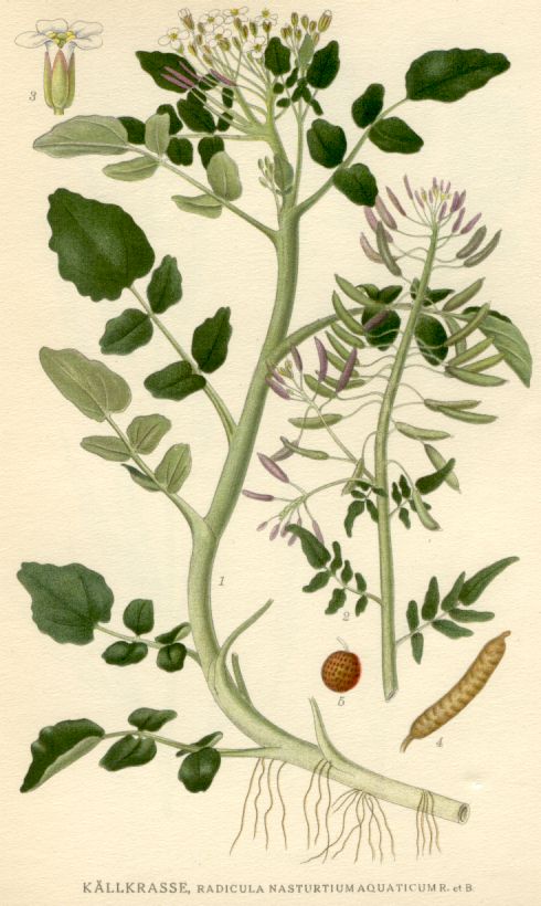 Radicula nasturtium aquaticum