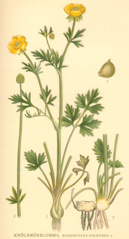Ranunculus bulbosus