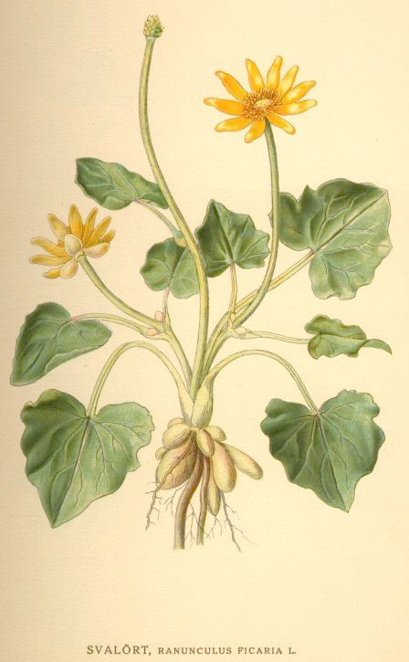 Ranunculus ficaria