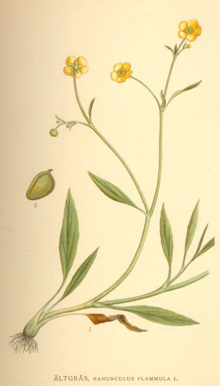 Ranunculus flammula