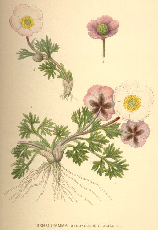 Ranunculus glacialis