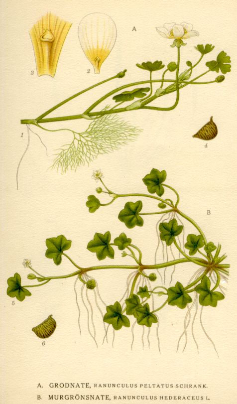 Ranunculus hederaceus