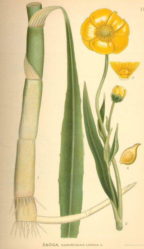 Ranunculus lingua
