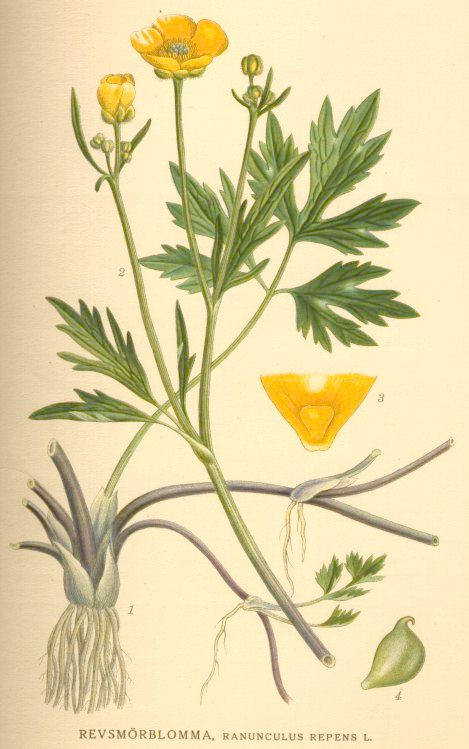 Ranunculus repens