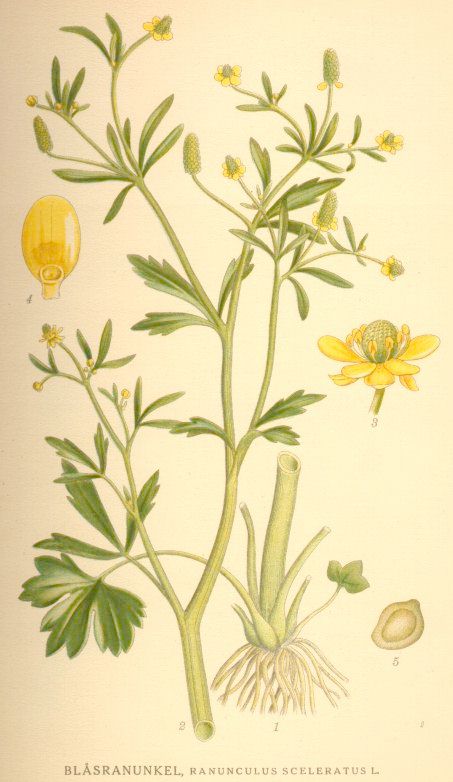 Ranunculus sceleratus