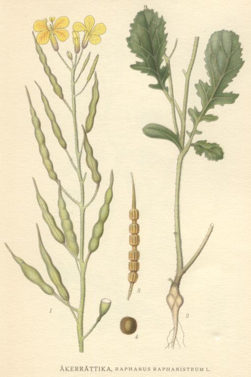 Raphanus raphanistrum