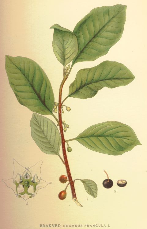 Rhamnus frangula