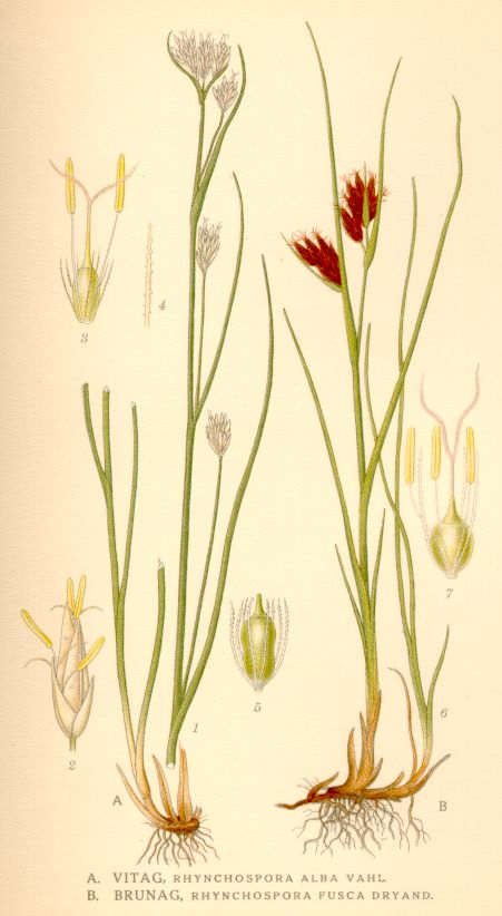 Rhynchospora alba