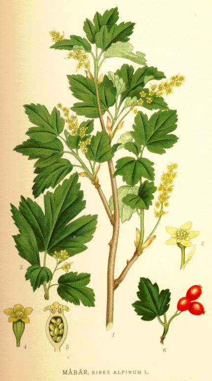 Ribes alpinum