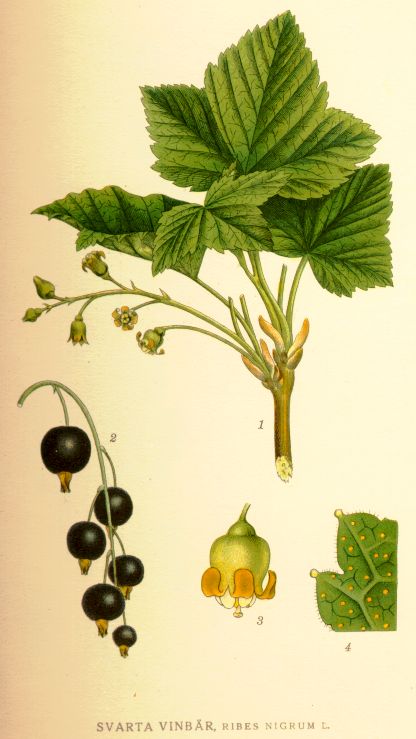 Ribes nigrum