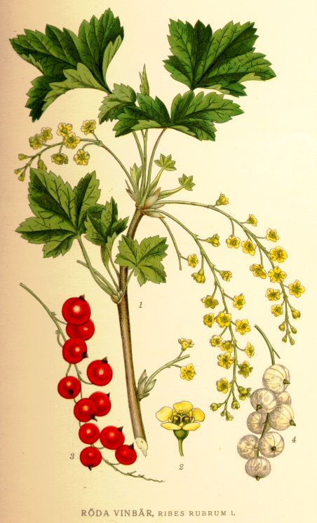 Ribes rubrum