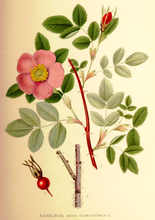 Rosa_cinnamomea