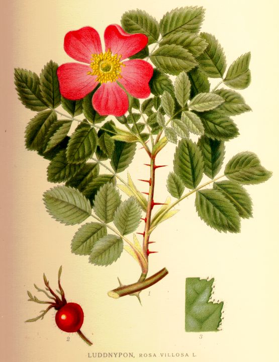 Rosa villosa