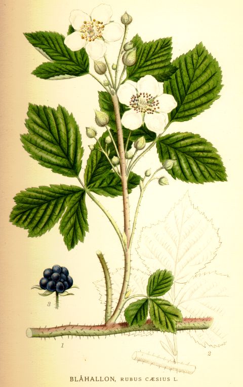 Rubus caesius