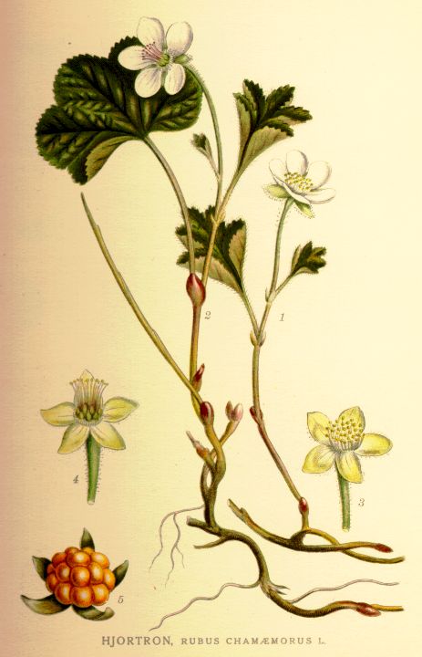 Rubus chamaemorus