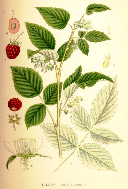 Rubus idaeus
