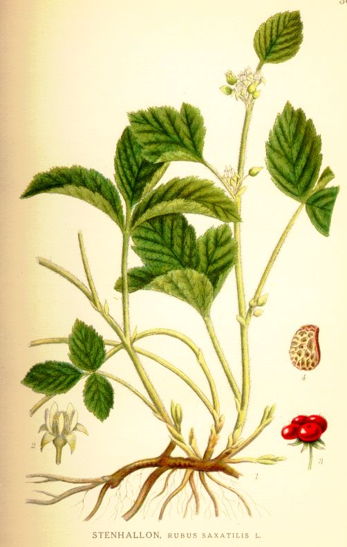 Rubus saxatilis