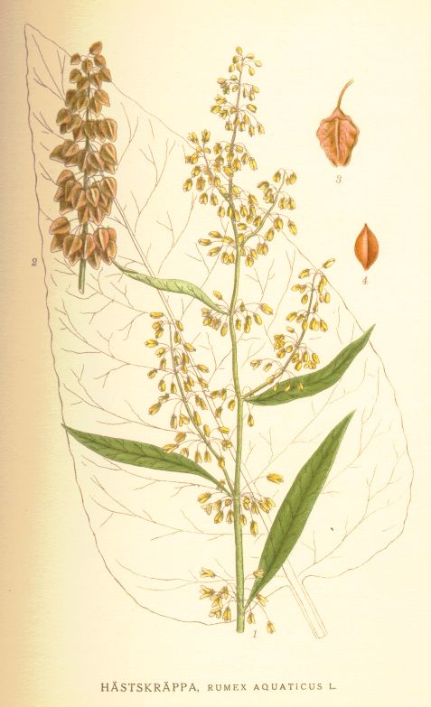 Rumex aquaticus