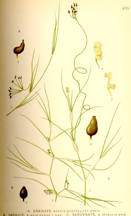 Ruppia spiralis