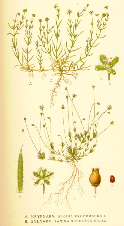 Sagina subulata
