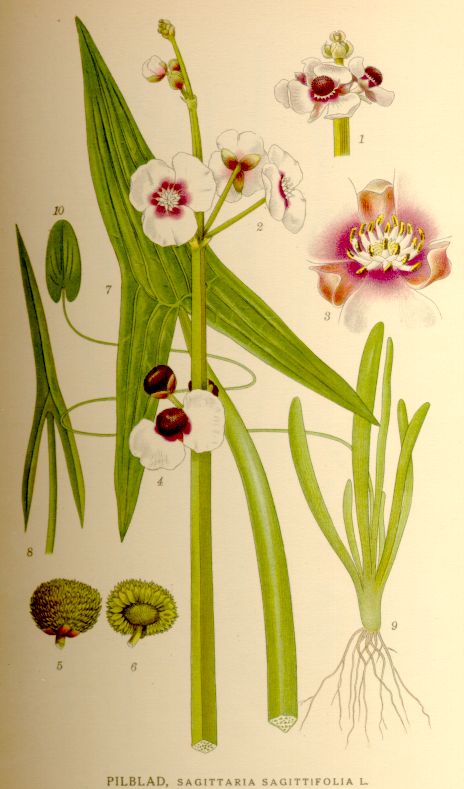 Sagittaria sagittifolia