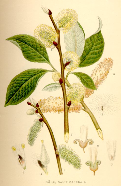 Salix caprea