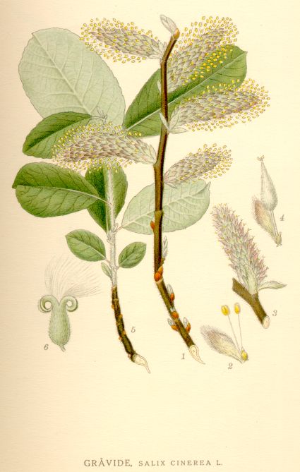 Salix cinerea