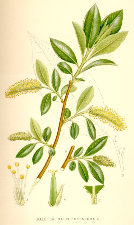 Salix pentandra