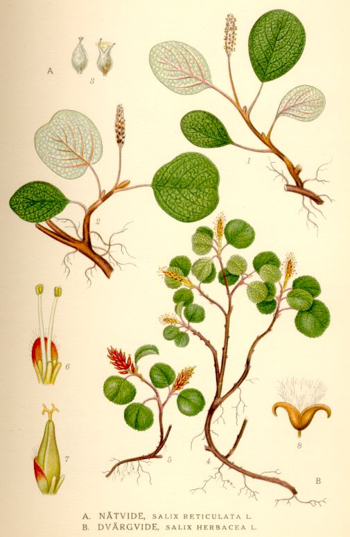 Salix reticulata