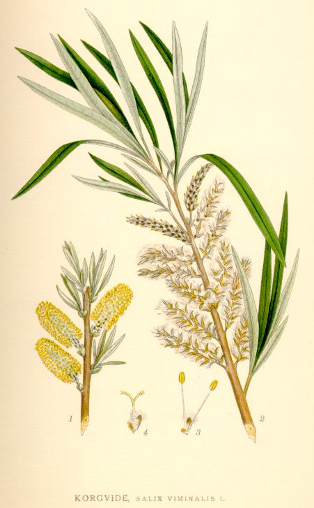 Salix viminalis