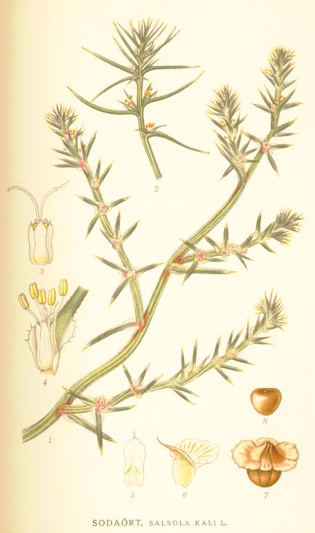 Salsola kali