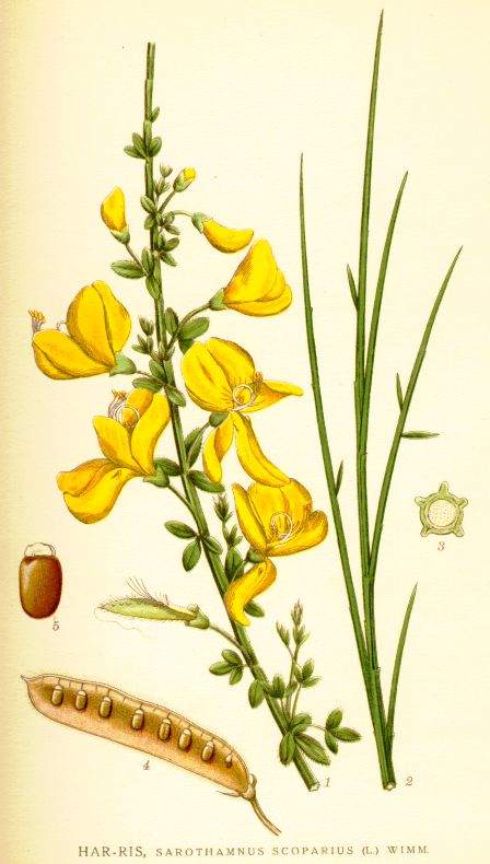 Sarothamnus scoparius