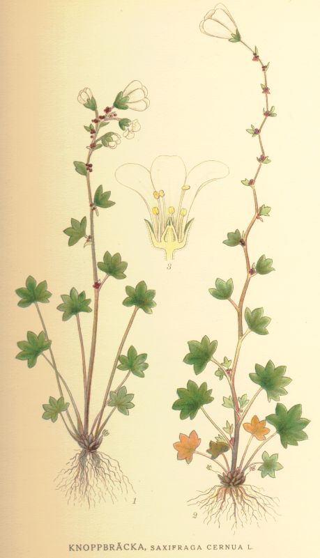 Saxifraga cernua