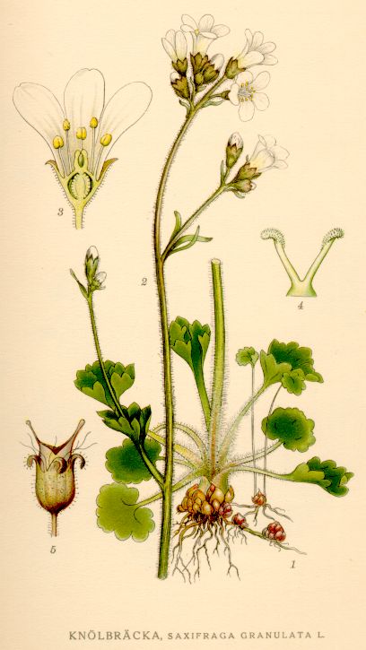 Saxifraga granulata