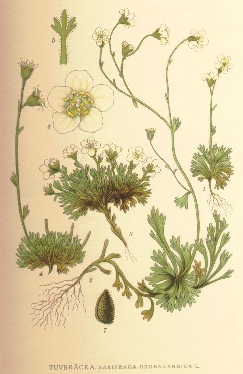 Saxifraga groenlandica