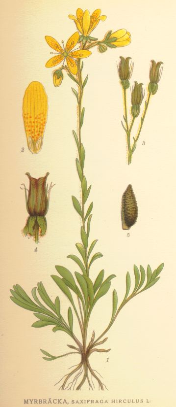 Saxifraga hirculus