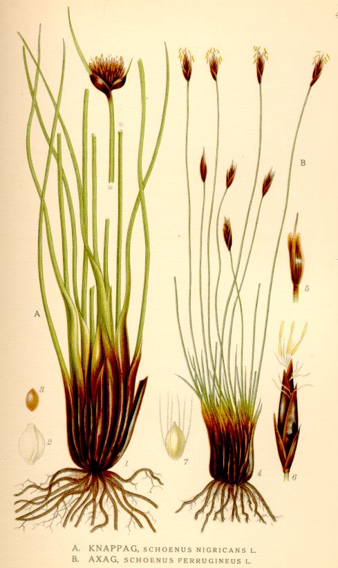Schoenus_ferrugineus
