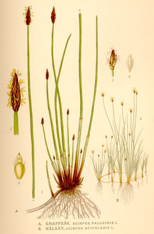 Scirpus acicularis