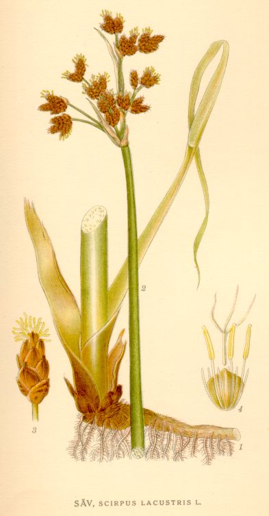 Scirpus lacustris