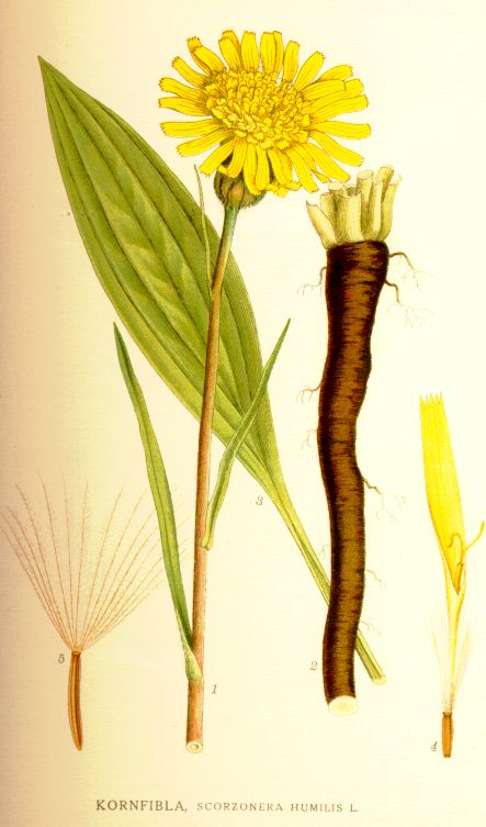 Scorzonera humilis