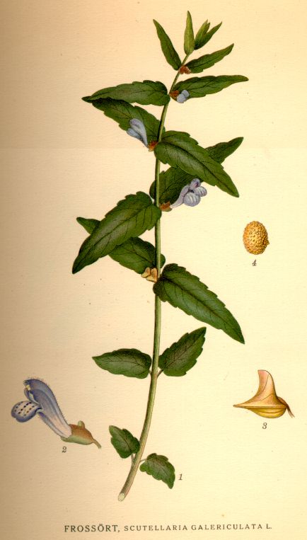 Scutellaria galericulata
